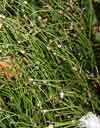 Equisetum scirpoides    , dwarf scouringrush