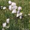 Eriophorum angustifolium    , tall cottongrass