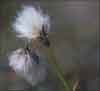 Eriophorum    , cottongrass