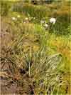 Eriophorum russeolum    , red cottongrass