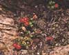 Vaccinium vitis-idaea L. subsp. minus, northern mountain cranberry