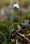 Eutrema edwardsii    , Edwards' mock wallflower