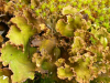 Nephroma expallidum    , kidney lichen