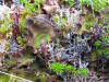 Nephroma expallidum    , kidney lichen