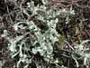 Cetraria cucullata    , lichen