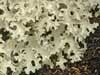 Cetraria nivalis    , lichen