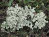 Cetraria nivalis    , lichen