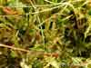 Hamatocaulis vernicosus    , hamatocaulis moss