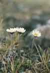 Hulteniella integrifolia    , entireleaf daisy