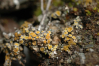 Caloplaca jungermanniae    , Jungermann's orange lichen