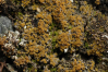 Caloplaca jungermanniae    , Jungermann's orange lichen