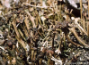 Cladonia phyllophora    , cup lichen