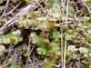 Marchantia polymorpha    , liverwort