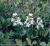 Menyanthes trifoliata    , buckbean