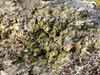 Mycobilimbia    , mycobilimbia lichen
