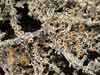 Ochrolechia frigida    , cold crabseye lichen