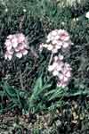Parrya nudicaulis    , nakedstem wallflower