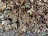 Parmelia    , Shield lichen