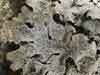 Parmelia    , Shield lichen