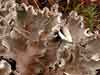 Peltigera canina    , felt lichen