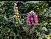Pedicularis lanata