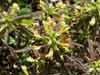 Pedicularis labradorica    , Labrador lousewort
