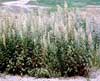 Artemisia tilesii ssp. tilesii, Tilesius' wormwood