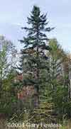 Picea mariana    , black spruce