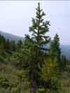 Picea abies subsp. obovata, spruce