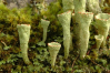 Cladonia pleurota    , cup lichen