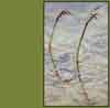 Pleuropogon sabinei    , false semaphoregrass
