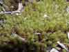 Polytrichum juniperinum    , juniper polytrichum moss