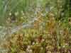 Polytrichum strictum    , polytrichum moss