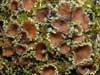 Psoroma hypnorum    , bowl lichen