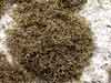 Pseudephebe pubescens    , blackcurly lichen