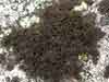 Pseudephebe pubescens    , blackcurly lichen