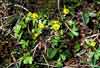 Ranunculus pygmaeus    , pygmy buttercup