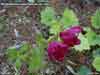 Therorhodion glandulosum    , Kamchatka rhododendron