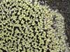 Rhizocarpon geographicum    , world map lichen