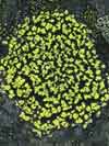 Rhizocarpon    , map lichen
