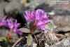Rhododendron lapponicum    , Lapland rosebay