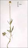 Ranunculus arcticus    , northern buttercup