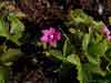 Rubus arcticus    , arctic blackberry