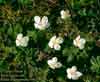 Rubus chamaemorus    , cloudberry