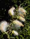 Salix arbusculoides    , littletree willow