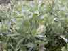 Salix glauca    , grayleaf willow