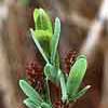 Salix myrtilloides    , bog willow