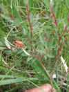 Salix myrtilloides    , bog willow
