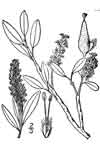 Salix phlebophylla    , skeletonleaf willow
