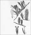 Salix pulchra    , tealeaf willow